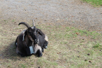 capra nera seduta in un prato