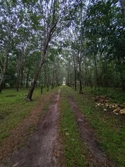 Rubber trees are an economic crop of Thailand and are popularly grown in the southern region of Thailand.