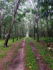 Rubber trees are an economic crop of Thailand and are popularly grown in the southern region of Thailand.