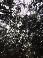 Rubber trees are an economic crop of Thailand and are popularly grown in the southern region of Thailand.