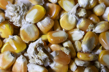 Macro closeup of dry yellow corn seed and kernel, natural agricultural background. This pile of raw grain shows texture for farming and food production concepts