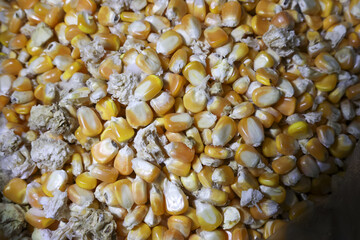 Concerning closeup of moldy corn kernels. This spoiled grain shows fungus contamination, serious problem for agriculture feed storage and overall food safety