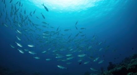 Underwater shot of a school of fish swimming upwards toward the sunlit surface