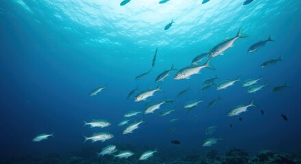 Underwater view of a school of silver fish swimming upwards in a bright blue ocean