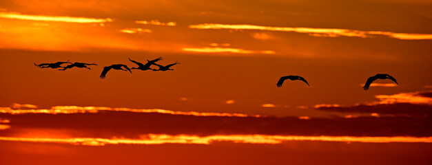 migrating cranes // Kraniche auf dem Vogelzug (Grus grus)