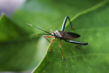 Macro close up of brown insect bug with long antenna sitting on vibrant green leaf. calm moment of wildlife in nature shows tiny creature in lush garden
