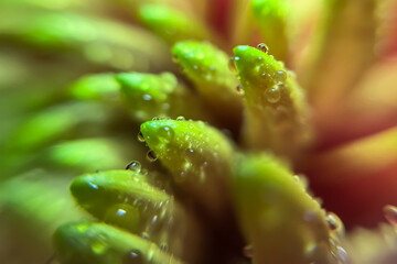 Close up of wet chrysanthemum petals with water drops
