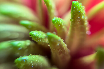 Fototapeta premium Close up of wet chrysanthemum petals with water drops