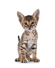 Savannah cat kitten standing up facing front, looking straight to camera. Isolated on a white...