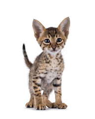 Savannah cat kitten standing up facing front, looking towards camera. Isolated on a white background