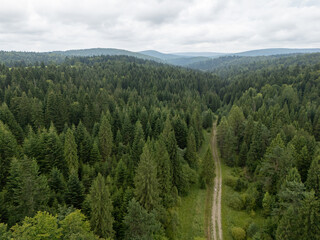 Obraz premium Woodland area in Poland Gorlice