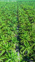 Drone view of tropical palm forest, Costa Rica