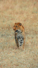 Leopard on Maasai Mara, Kenya