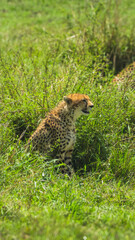 Cheetah standing alert on the African savannah, Maasai Mara
