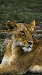 Lioness resting on the savannah, Maasai Mara, Kenya