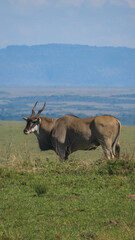 Eland antelope grazing in the Maasai Mara, Kenya wildlife safari