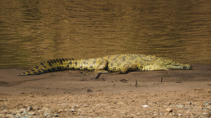 Nile crocodile resting near the river, Maasai Mara, Kenya