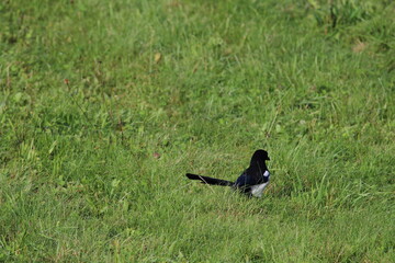 Eurasian magpie (pica pica) on a green grass background 