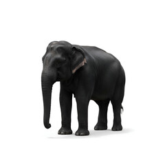 Obraz premium Majestic Elephant on White Background – High-Resolution Wildlife Photography for Nature and Art Projects