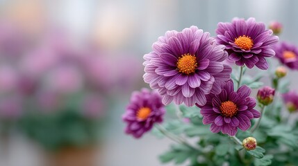 Obraz premium Close-up Macro View of Delicate Magenta Chrysanthemum Flowers with Water Droplets and Orange Centers Against a Soft Blurred Background Showing Petal Texture and Green Leaves in Soft Daylight