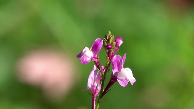 Annual Toadflax (inaria maroccana) with small insects on it.