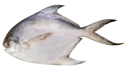Fresh White pomfret or Butterfish isolated on white background, White pomfret or Butterfish High resolution photography PNG file.