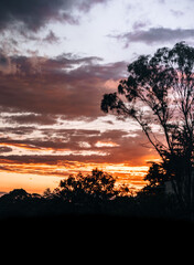 sunset in the forest