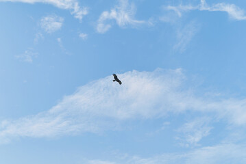 Single Bird Flying in Clear Blue Sky