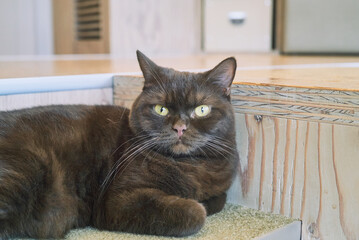 Brown Cat Relaxing Indoors on Wooden Step