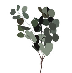 Elegant vector illustration of eucalyptus branches with green leaves. Minimalist botanical design perfect for invitations, branding, packaging, posters, and natural-themed decor.