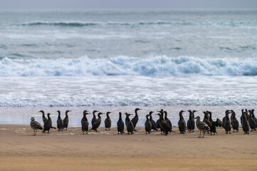 Colonie de cormorans au bord de l'océan en Namibie