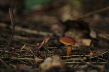 hygrocybe punicea mushroom in the forest 