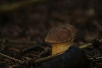Detail shot of amazing edible Imleria badia mushrooms commonly known as bay bolete in moss. Czech Republic, Europe.
