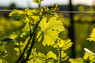 vista macro dei germogli giovani e verdi di piante di vite in un vigneto in campagna, di giorno, tra primavera ed estate