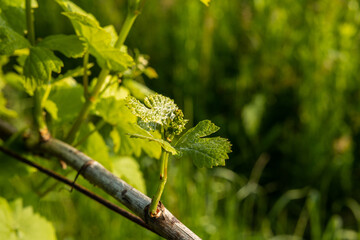 vista macro dei germogli giovani e verdi di piante di vite in un vigneto in campagna, di giorno, tra primavera ed estate