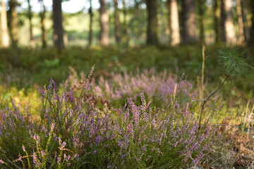 Obraz premium Heather moor, autumn in the forest.
