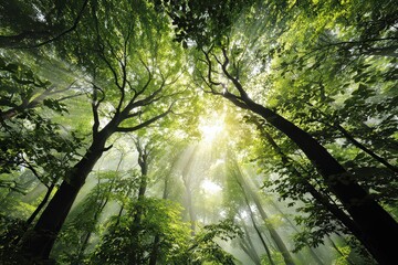 Obraz premium Sunlight Filtering Through Green Forest Canopy Creating a Radiant Skyward Gaze with Tall Trees and Bright Sunbeams in a Natural Environment