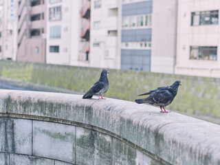 Two Pigeons Standing on Stone Bridge in Japanese City