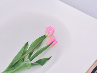 Two Pink Tulips Lying on White Surface