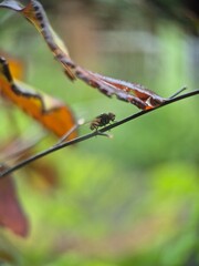 fly sitting on a branch