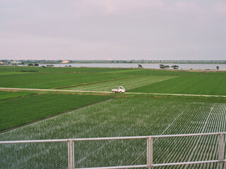 Small White Truck Driving Through Green Rice Fields