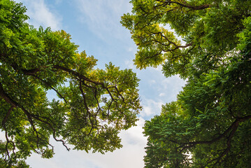 Tree Branches Forming a Green Frame Around the Sky