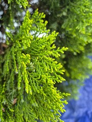 green moss on a tree