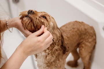 Cavapoo dog being washed in bathtub with hands holding its head