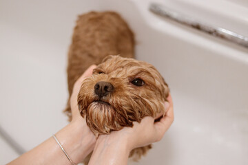 Cavapoo dog standing in bathtub with hands gently holding its head