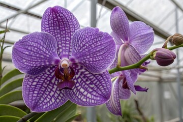 purple orchid flower