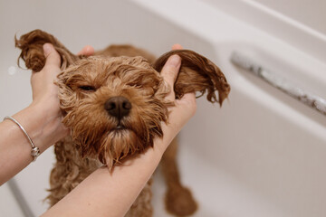 Cavapoo dog in bathtub with ears held apart during bath