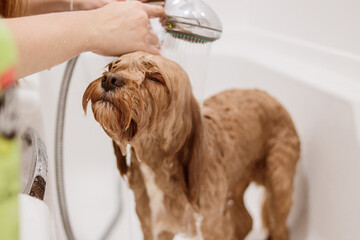 Cavapoo dog enjoying bath under shower with shampoo bottle in foreground
