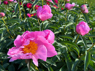 Pink peony flowers in the spring garden.