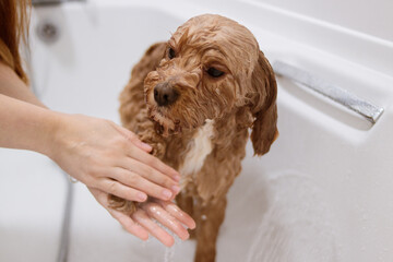 Cavapoo dog in bathtub offering paw while being washed